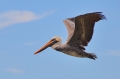 costa rica wildlife, pacific-125